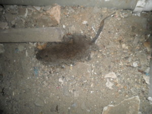 A decomposing rat was also found by council inspectors